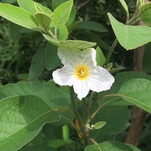 Meet your Posher, Sharnetta